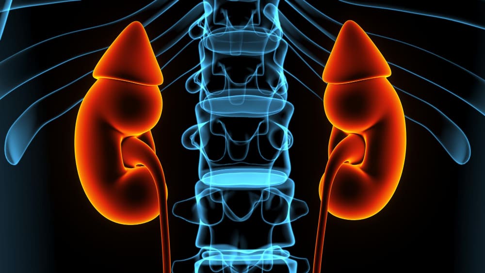 Addison's Disease: Symptoms, Causes, and Treatment