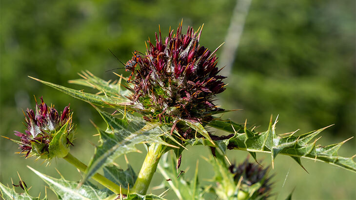 Gey erkaklar jinsiy aloqa video