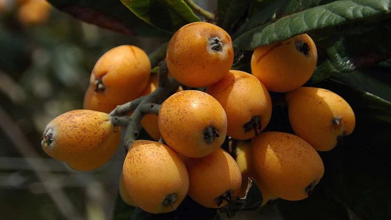 Malta Eriği Faydaları Nelerdir?