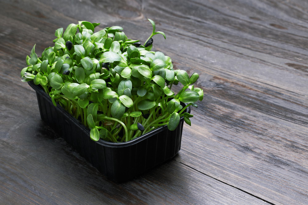 Semiz Abrigan gozallikni sikadi Semiz Abrigan gozallikni sikadi